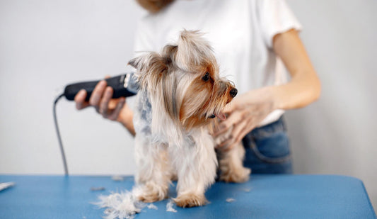 Which Dogs Shed the Most? The Least? And Is It OK to Shave Pets? We Ask Experts and Readers